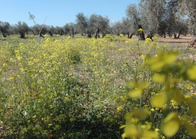 Suelo ecologico olivar finca la oliveta