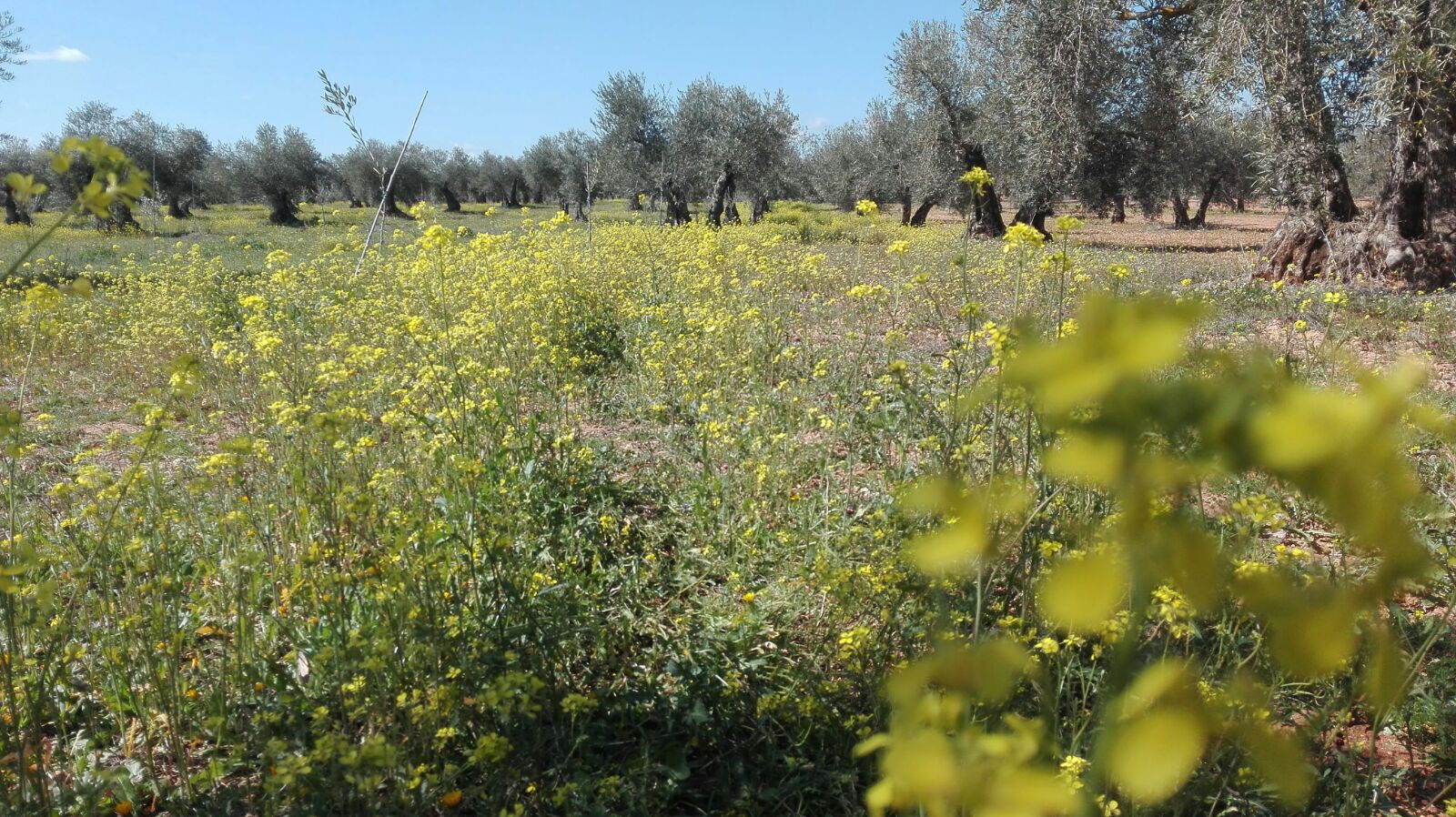 Suelo ecológico olivar finca la oliveta